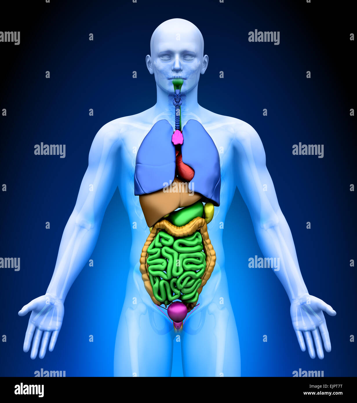 Male Internal Organs - Human Male Internal Organs Anatomy 3d model ...