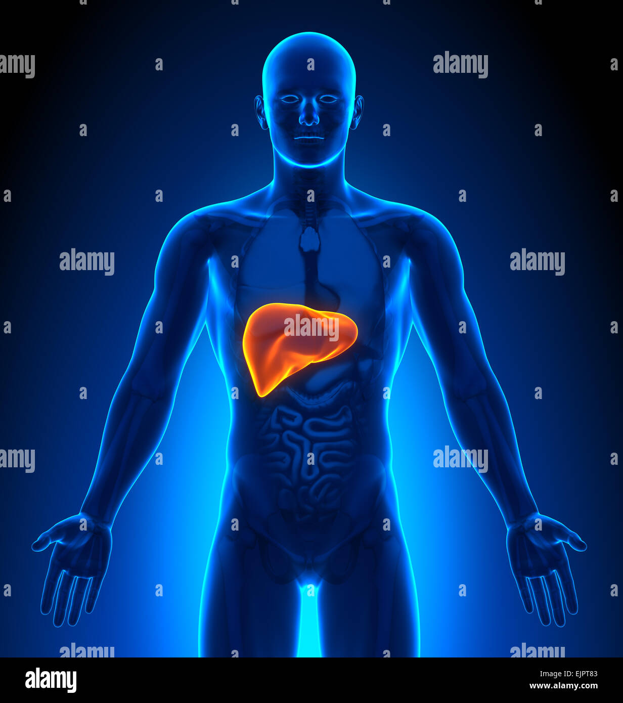 Liver Anatomy High Resolution Stock Photography and Images - Alamy