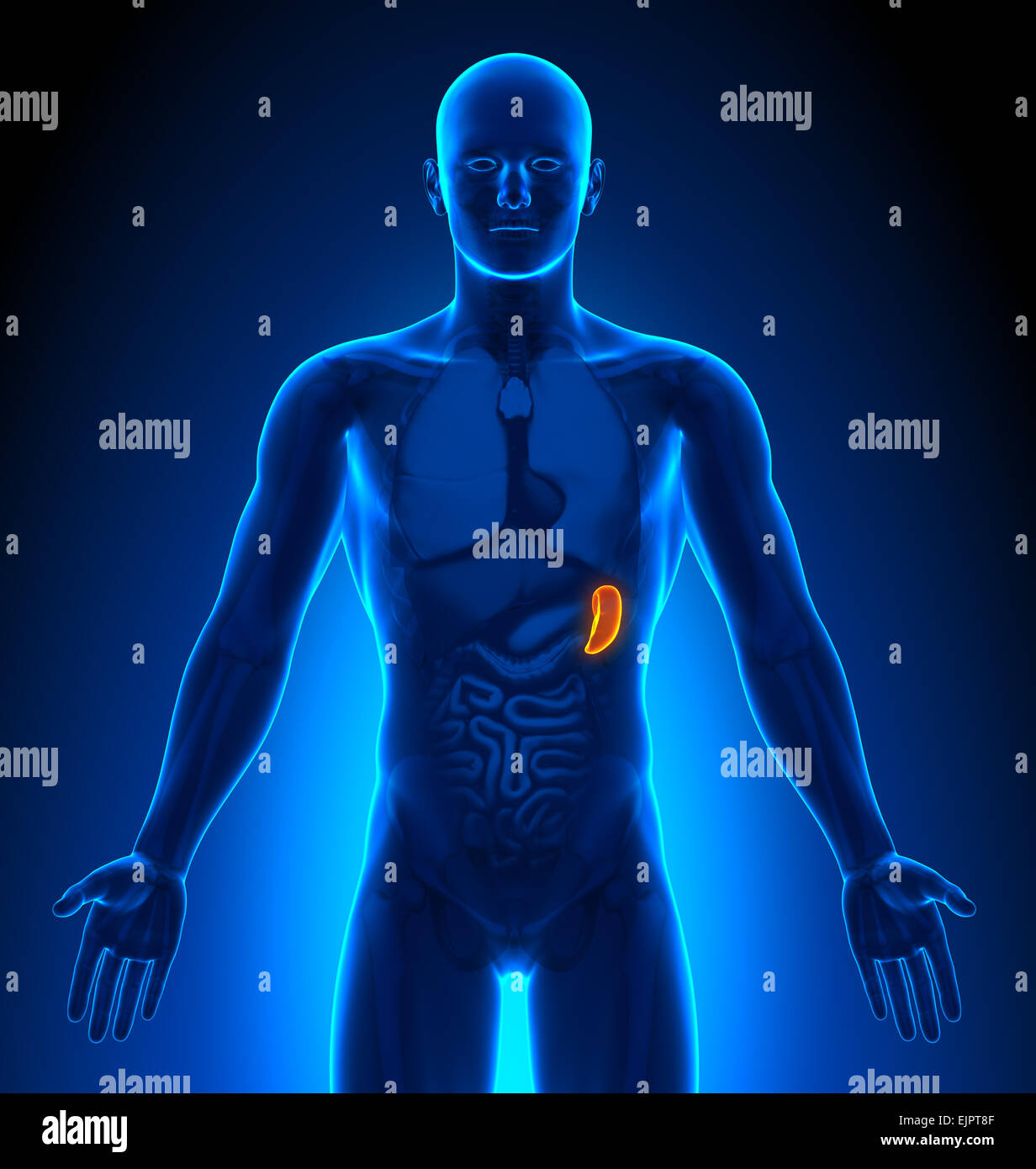 Male Spleen Anatomy xray view Stock Photo - Alamy