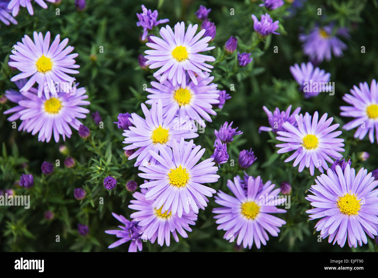 European michaelmas daisy (Aster amellus). Aster is a genus of ...