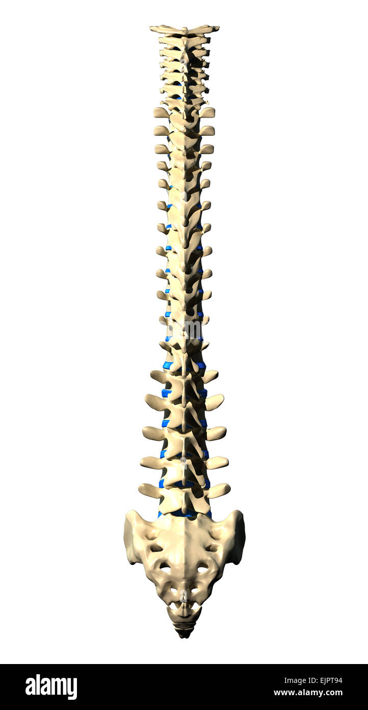 Spine Vertebrae - Posterior view / Back view Stock Photo