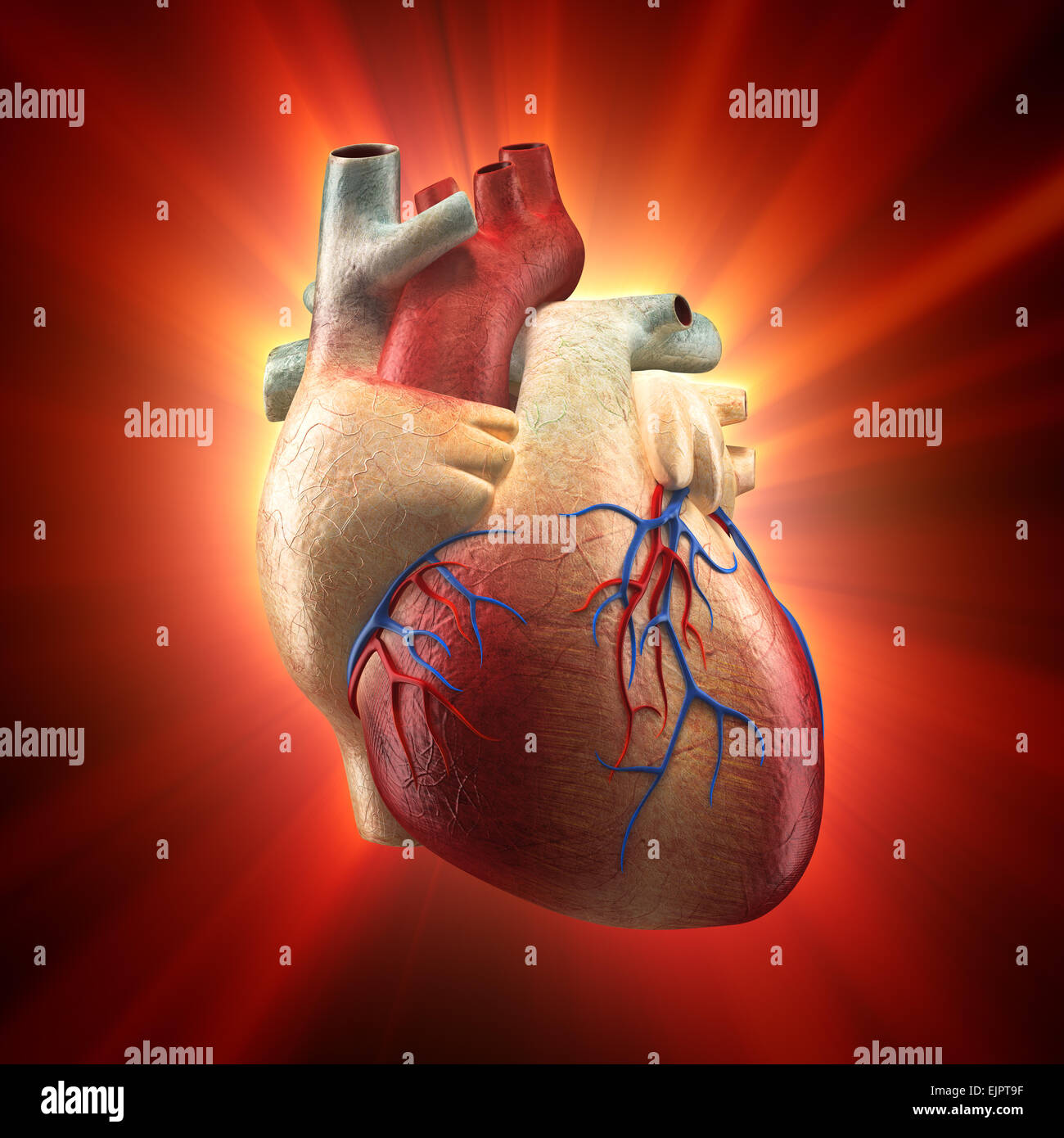 Real Heart Shinning in Light - Human Anatomy model Stock Photo