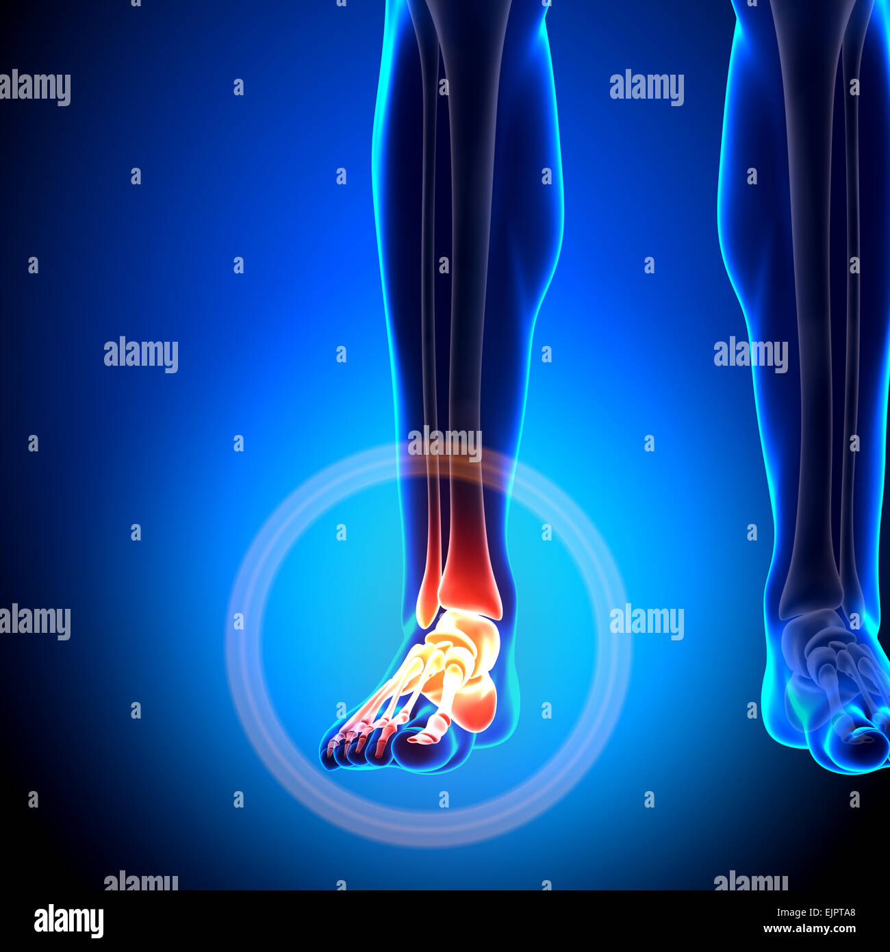 Male Tarsals / Phalanges - Ankle bones - Anatomy Bones Stock Photo