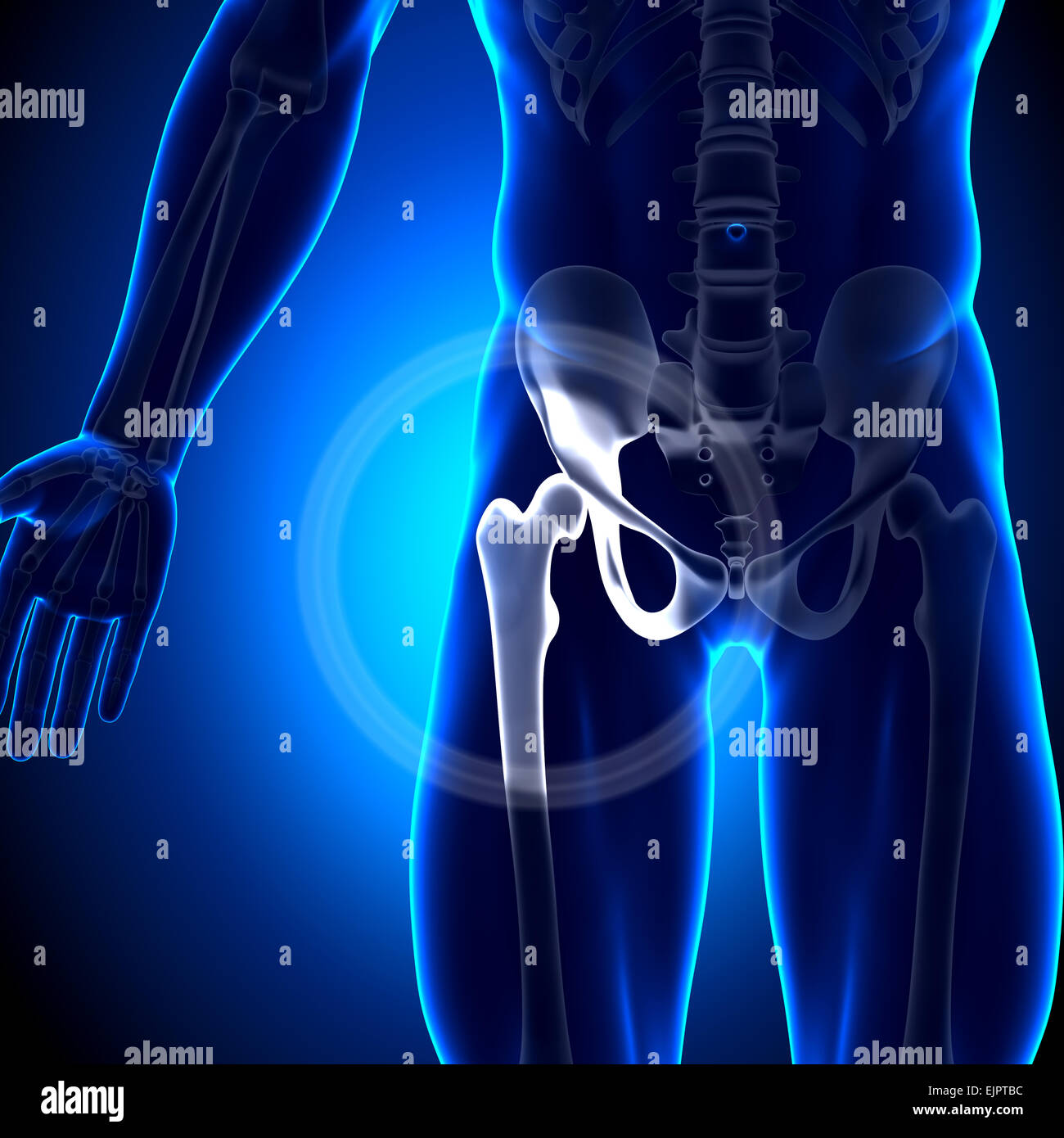 Male Hip Joint / Femur - Anatomy Bones Stock Photo
