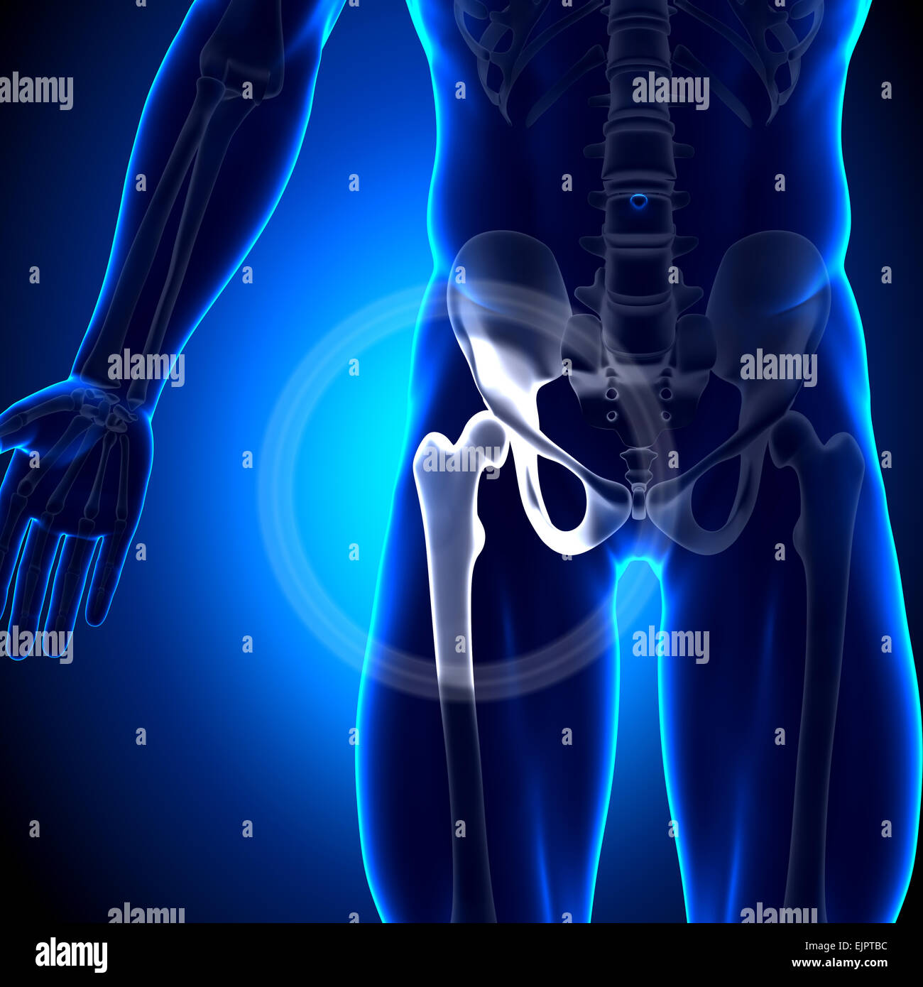 Male Hip Joint / Femur Anatomy Bones Stock Photo Alamy