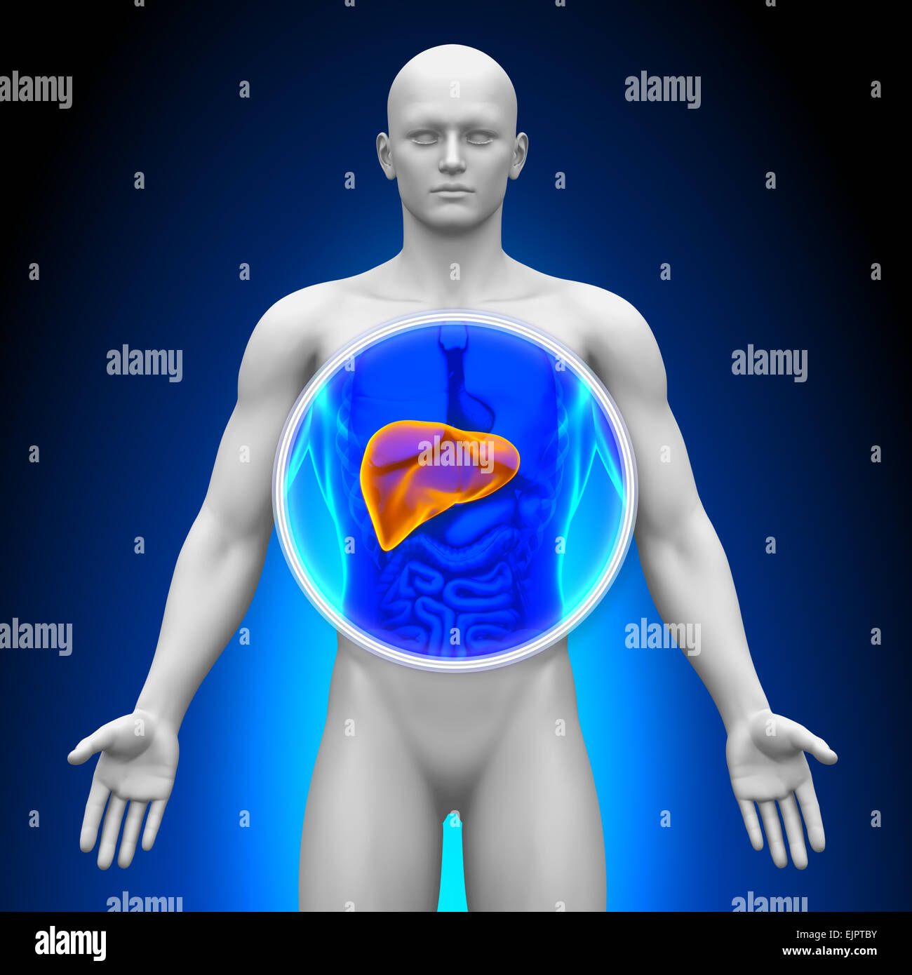 Medical Xray Scan Liver Anatomy Stock Photo Alamy