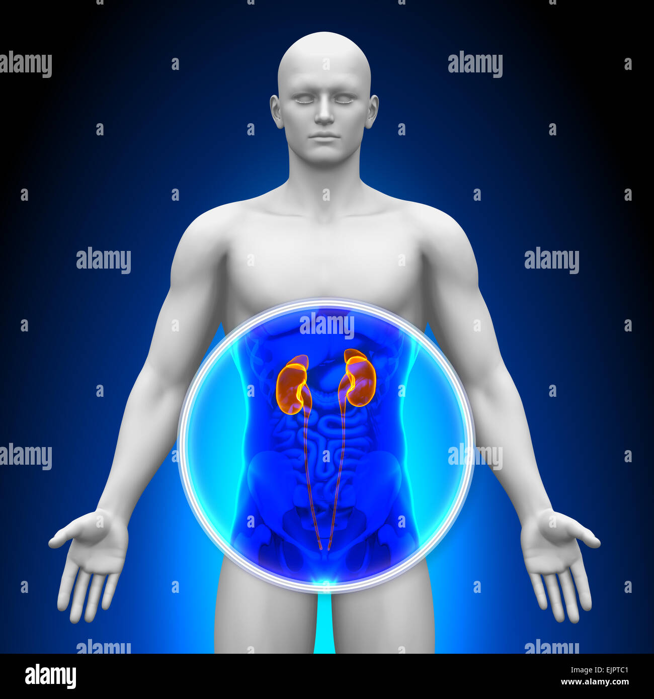 Medical XRay Scan Kidneys Stock Photo Alamy