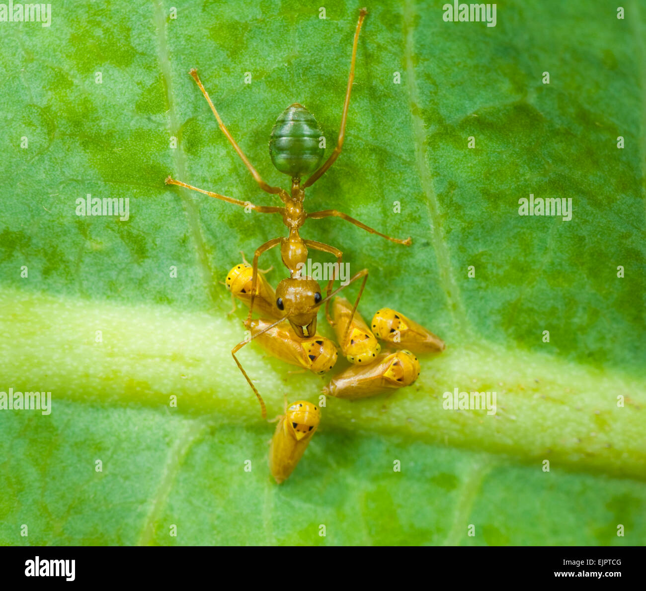 Green Tree Ants (Oecophylla smaragdina) milking a type of hopper in the Order Hemiptera, Northern Territory, NT, Australia Stock Photo - Alamy Green Tree Ants (Oecophylla smaragdina) milking a type of hopper in the Order Hemiptera, Northern Territory, NT, Australia Stock Photo - Alamy