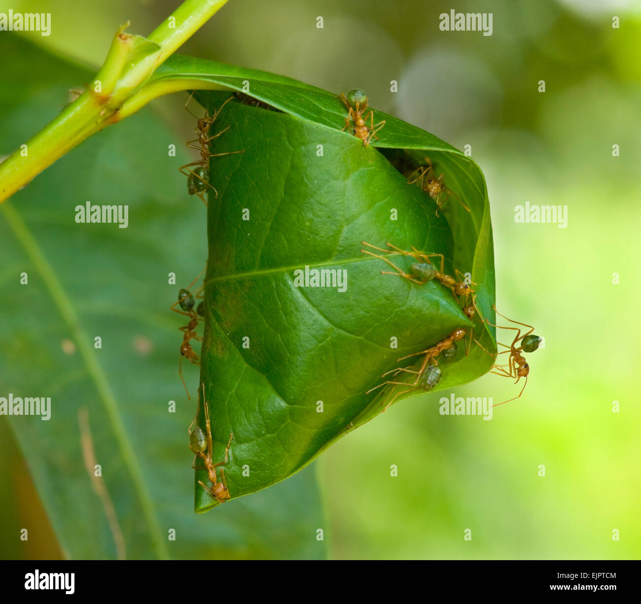 Green ants australia hires stock photography and images Alamy