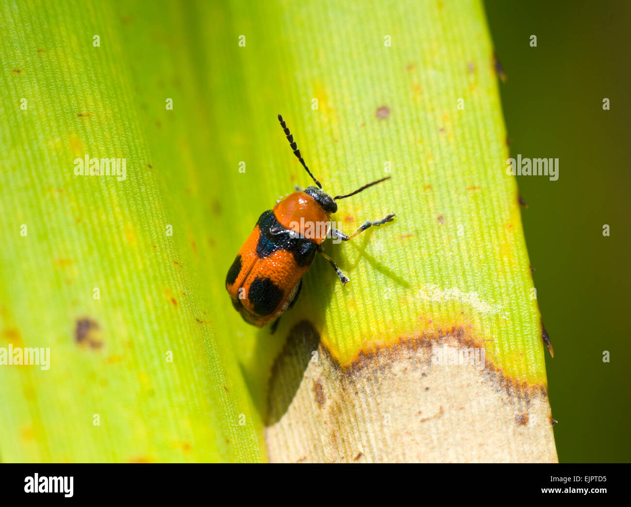 Leaf Beetle (Chrysomelidae), Northern Territory, Australia Stock Photo