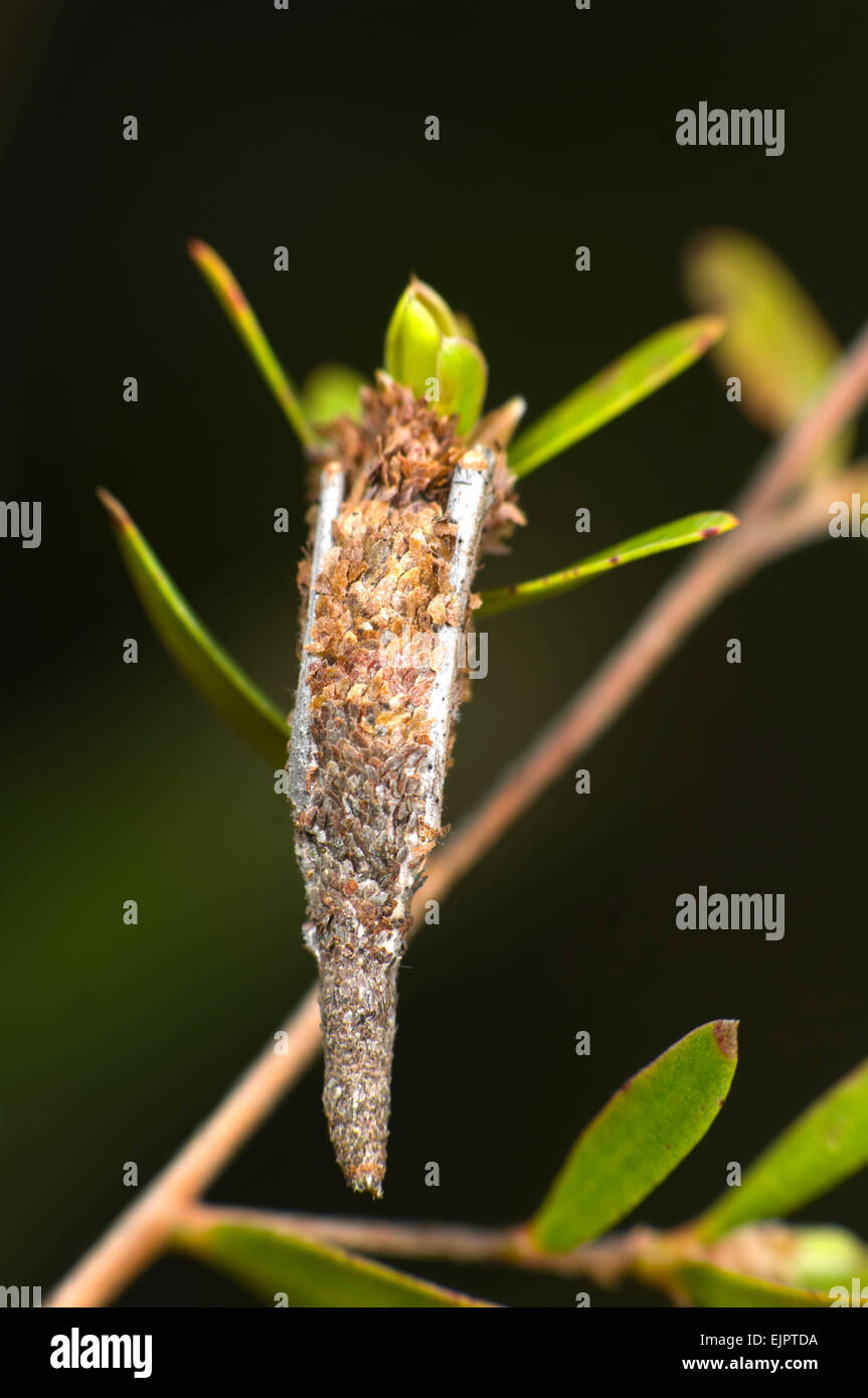 Australian Case Moth cocoon (Psychidae) Bundanoon, New South Wales, Australia Stock Photo