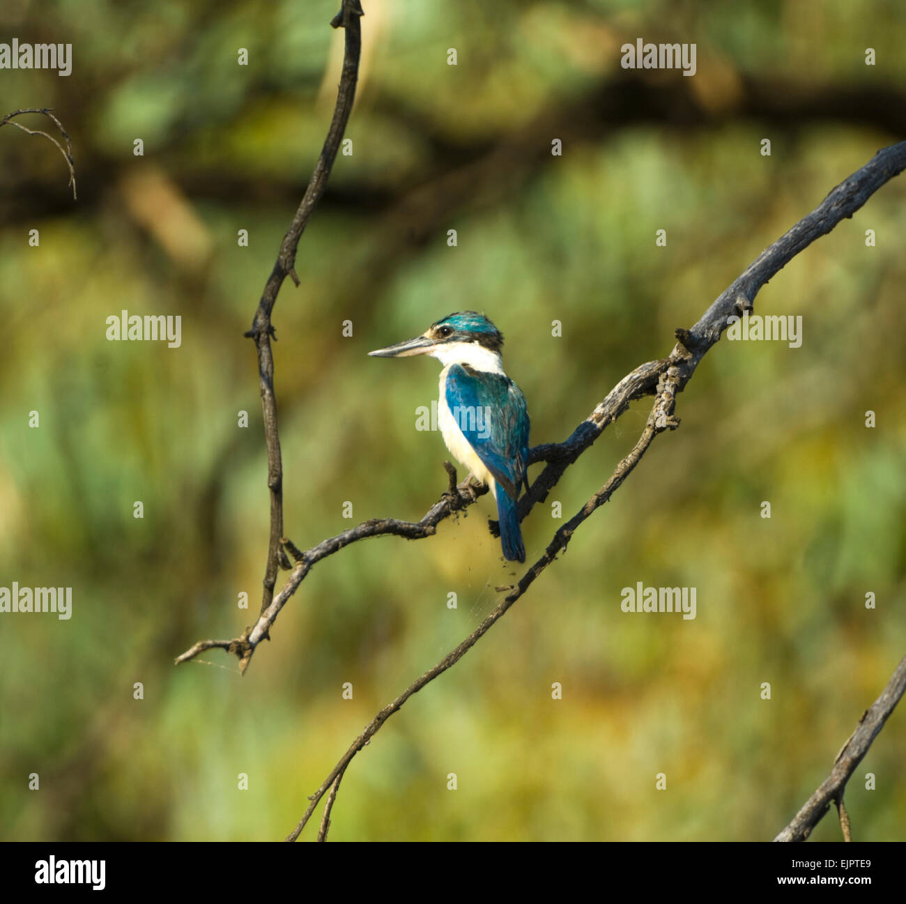 Sacred Kingfisher (Todiramphus sanctus ) perched - Yanga National Park, New South Wales, Australia Stock Photo