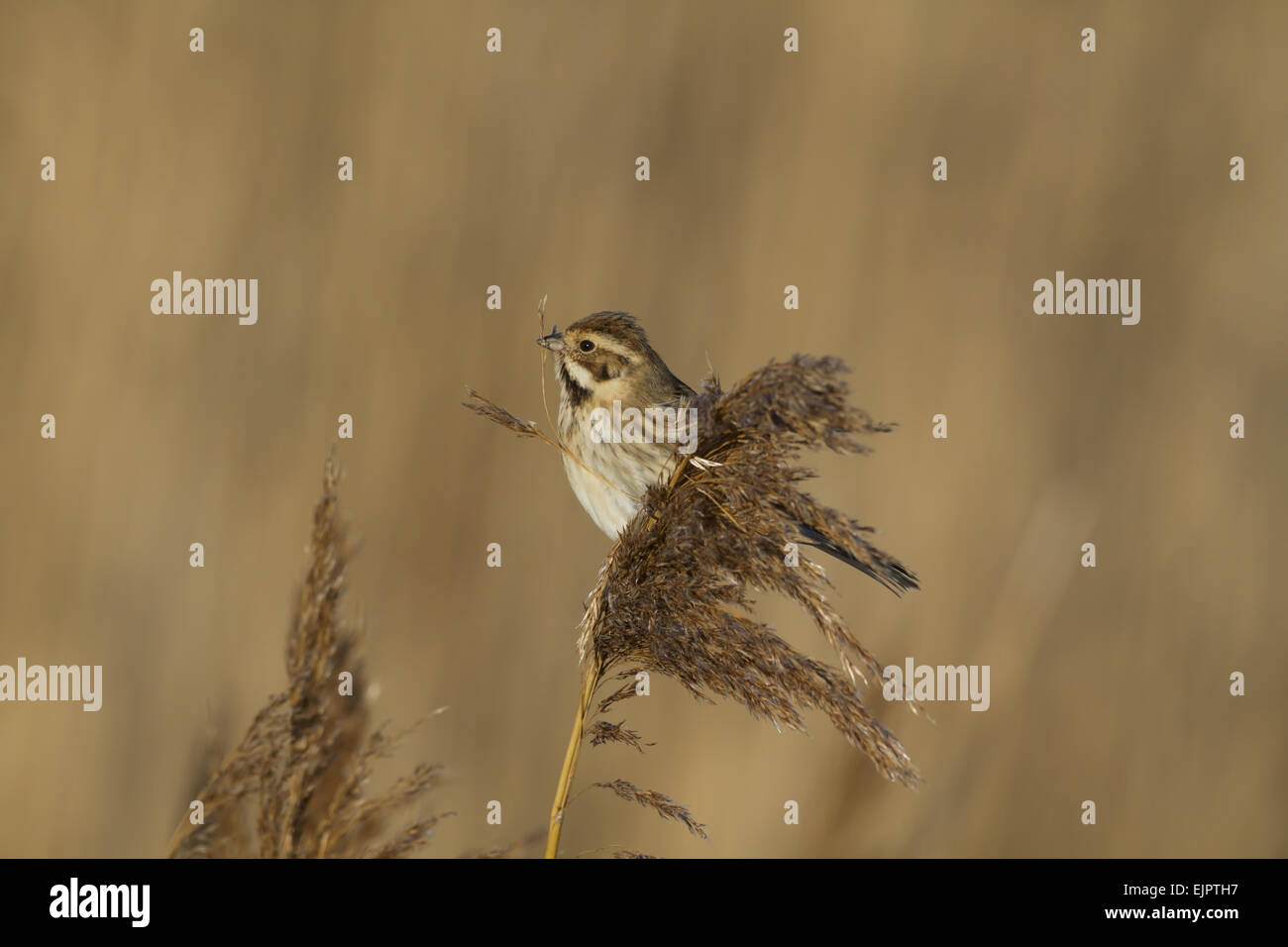 Common Reed Bunting (Emberiza schoeniclus) adult female, feeding on ...