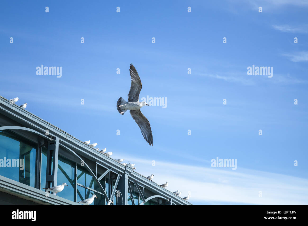Seagull flying on sky background near the pier building Stock Photo - Alamy