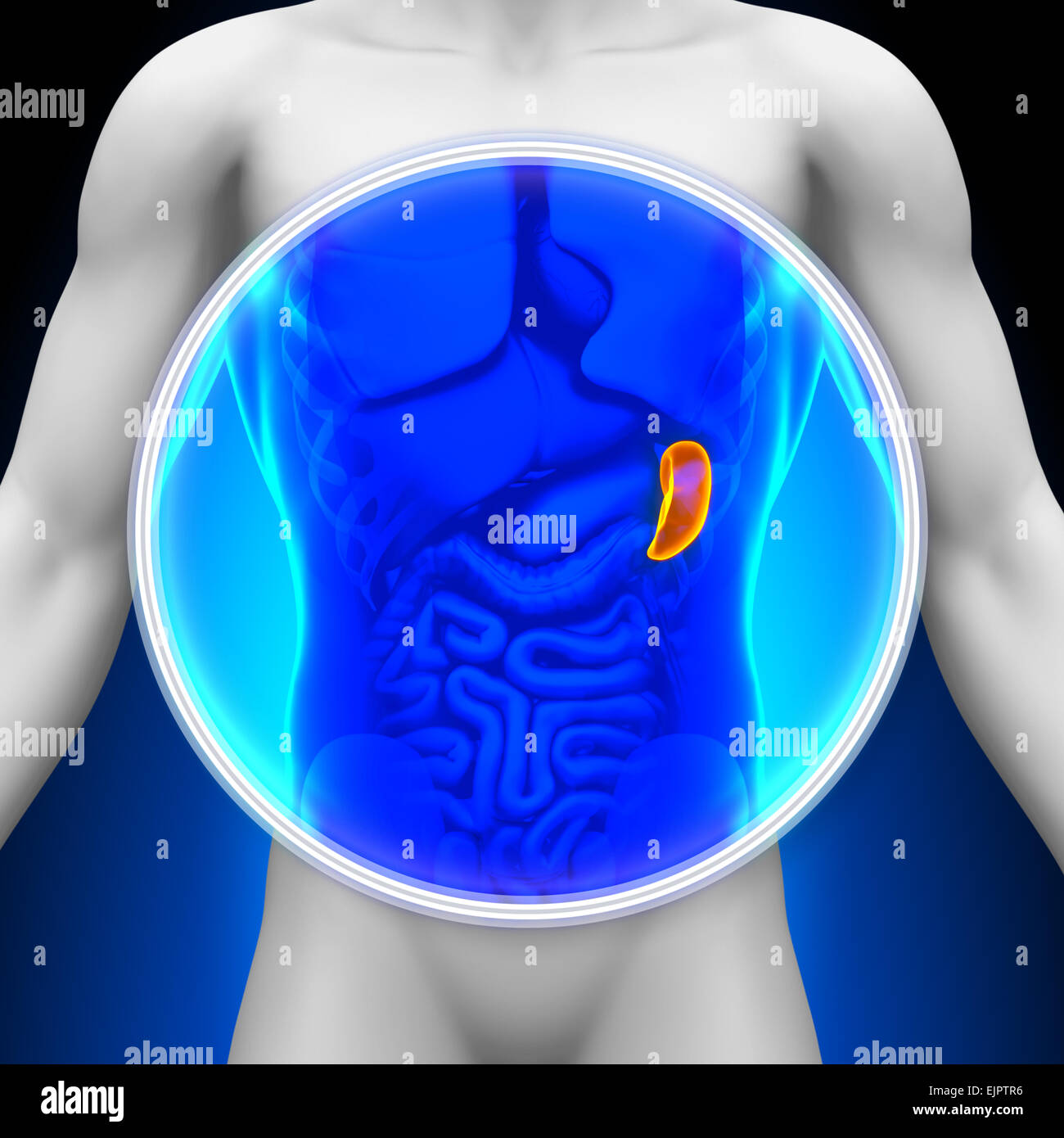 Medical X-Ray Scan - Spleen Stock Photo