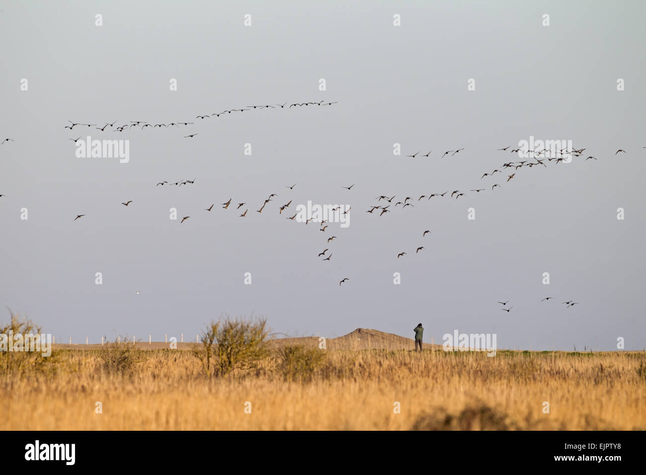 Brent Goose (Branta bernicla) flock, in flight over coastal marshland with birdwatcher, Cley Marshes Reserve, Cley-next-the-Sea, Norfolk, England, February Stock Photo