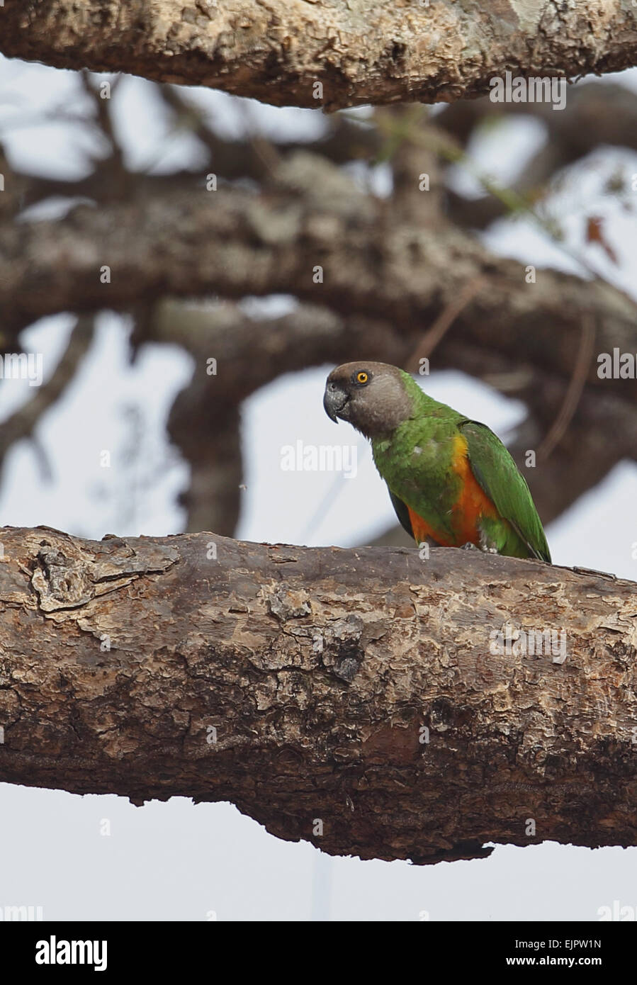 Senegal Parrot (Poicephalus senegalus versteri) adult, perched on branch, Mole N.P., Ghana, February Stock Photo