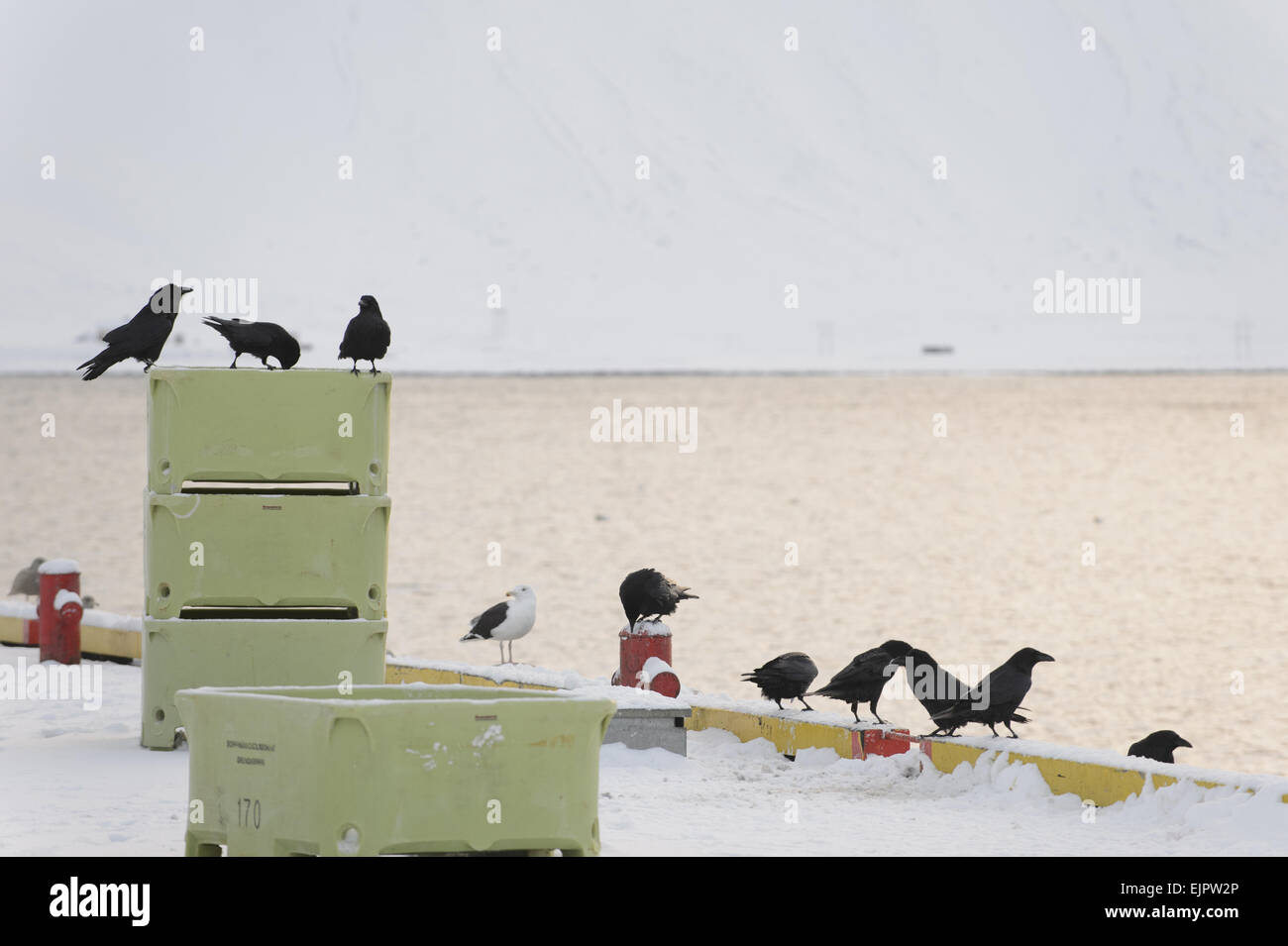 Common Raven (Corvus corax) flock, scavenging in snow covered fishing harbour, Grundarfjordur, Snaefellsnes, Vesturland, Iceland, March Stock Photo