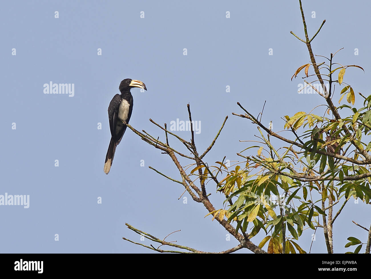 West African Pied Hornbill (Lophoceros semifasciatus) adult, perched on branch, Abrafo Village Forest, Ghana, February Stock Photo