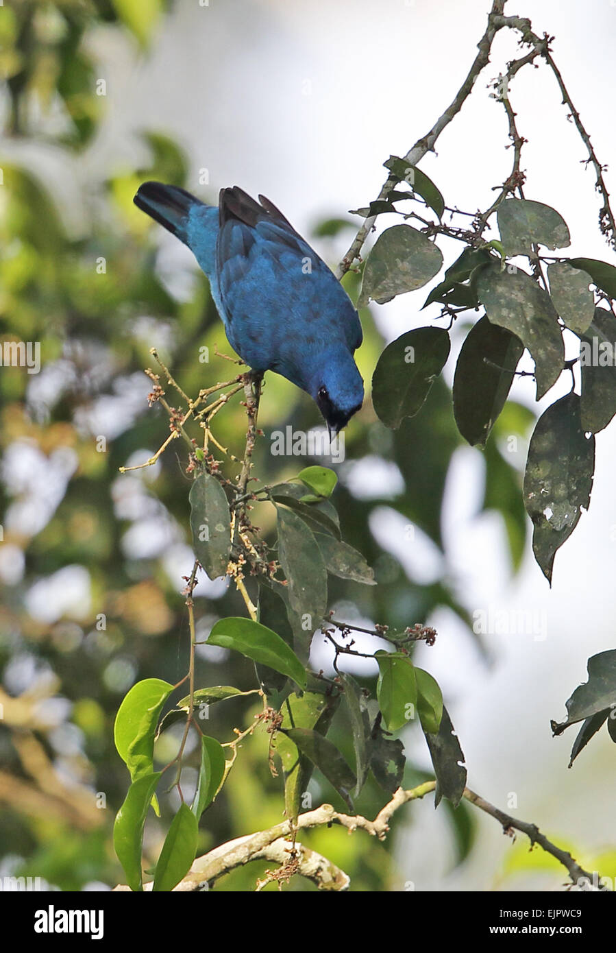 Blue Cuckooshrike (Coracina azurea) adult male, feeding in fruiting tree, Kakum N.P., Ghana, February Stock Photo