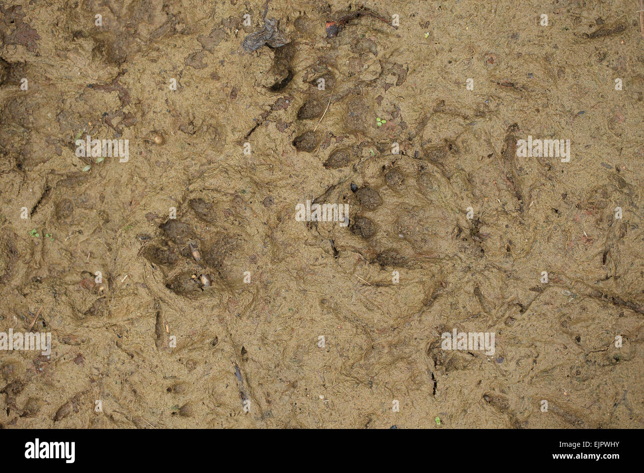 European Otter (Lutra lutra) footprints in mud, Suffolk, England