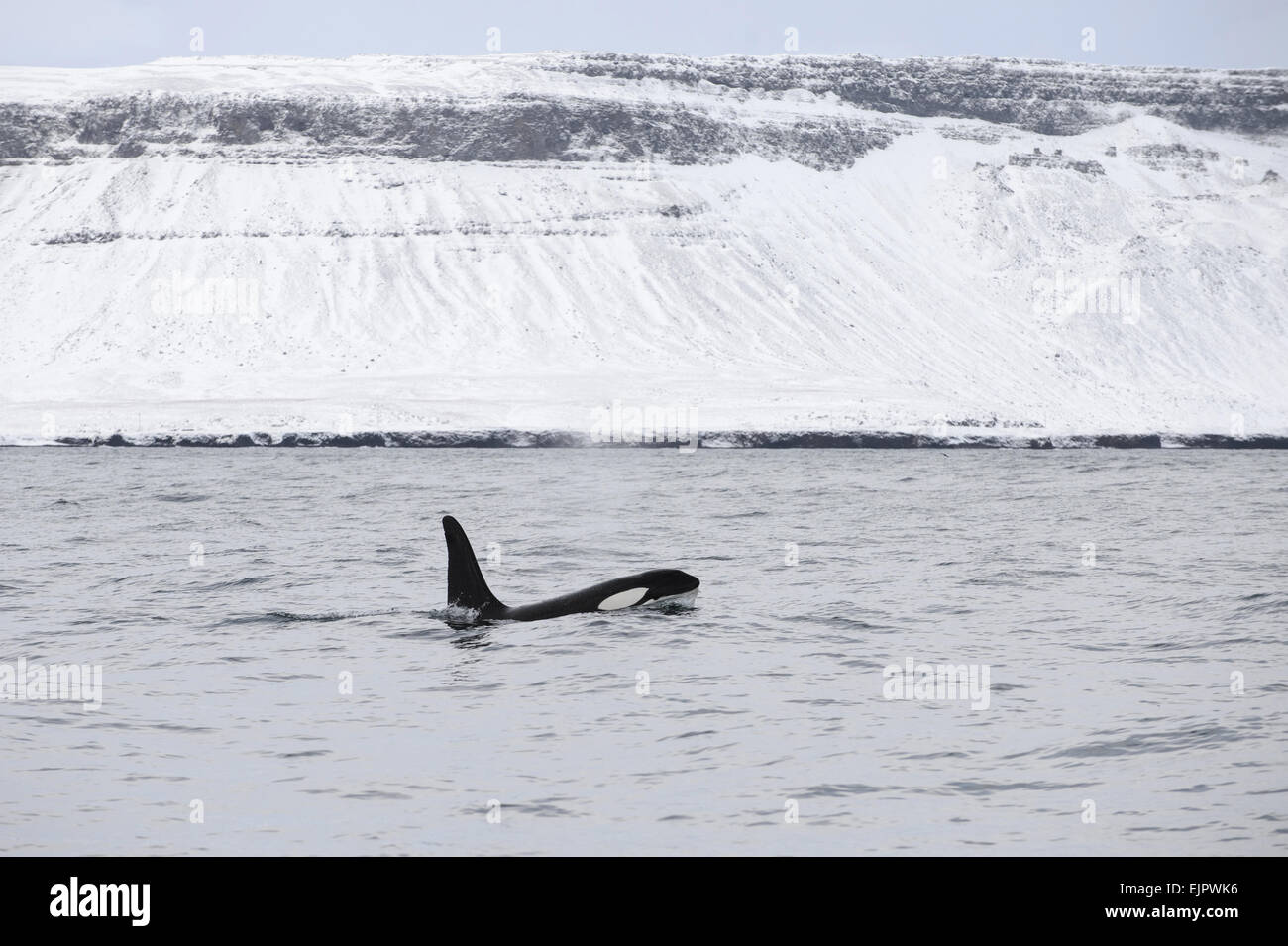 North Atlantic Killer Whale Orcinus Orca Adult Swimming At