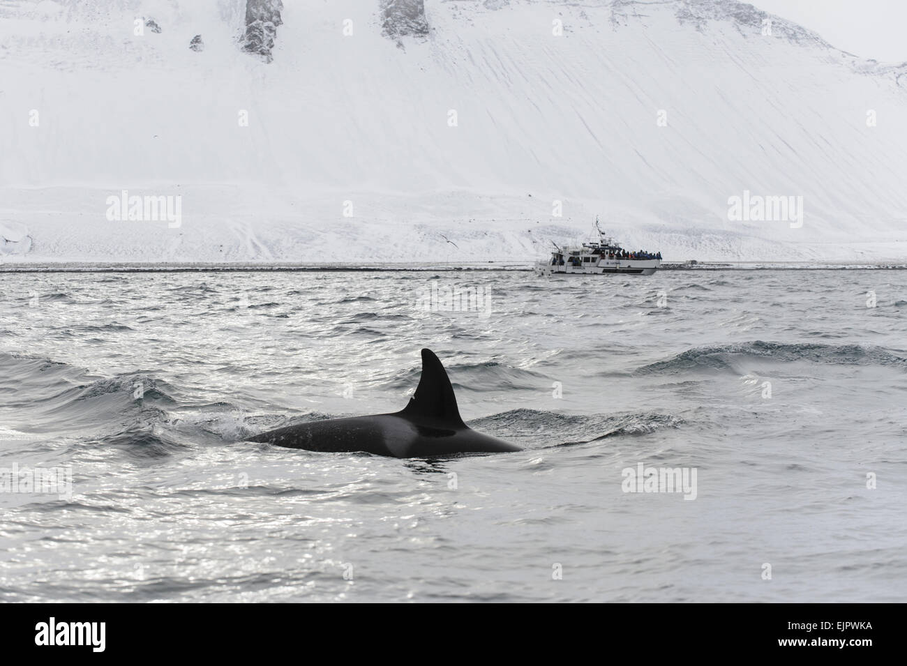 North Atlantic Killer Whale (Orcinus orca) adult, swimming at Stock Photo - Alamy