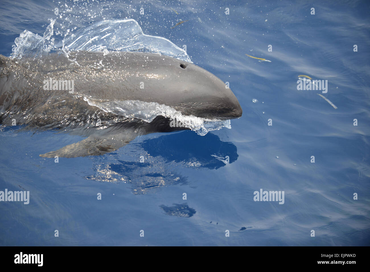 Melon headed whale hires stock photography and images Alamy