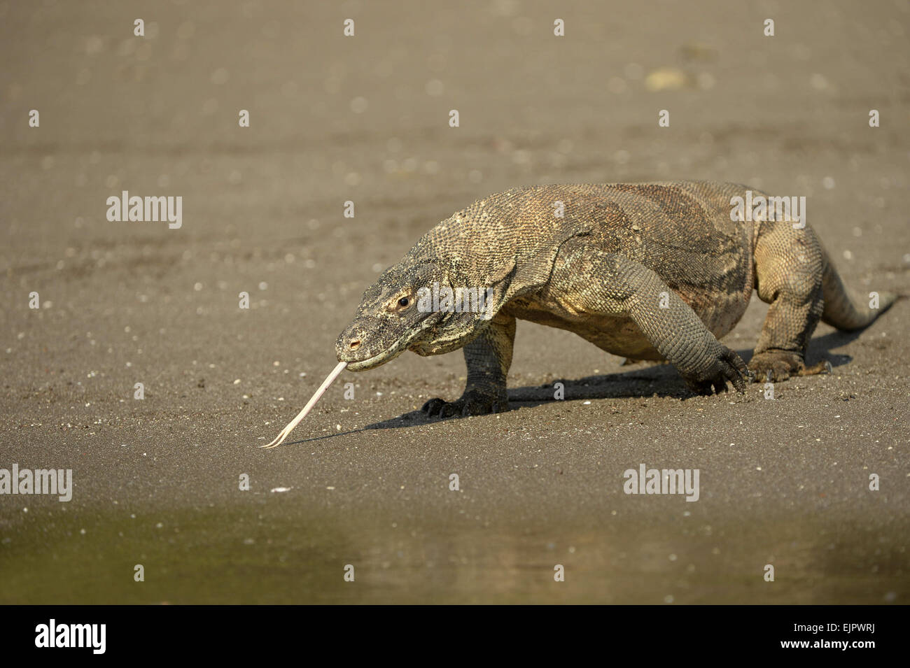 Komodo Dragon (Varanus komodoensis) adult, flicking forked tongue, walking on beach at edge of water, Rinca Island, Komodo N.P., Lesser Sunda Islands, Indonesia, October Stock Photo