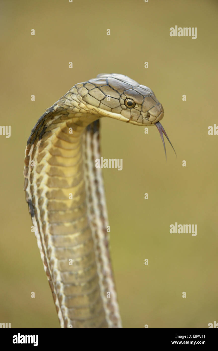 King Cobra (Ophiophagus hannah) adult, close-up of head, flicking forked tongue, rearing up with hood flattened in threat display, Bali, Lesser Sunda Islands, Indonesia, October Stock Photo