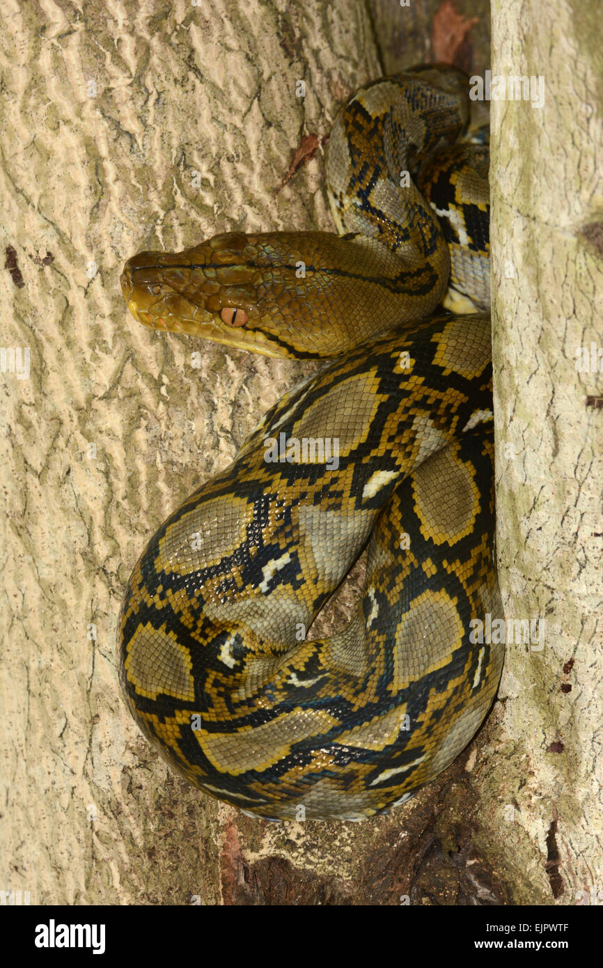 Reticulated pythons hi-res stock photography and images - Alamy