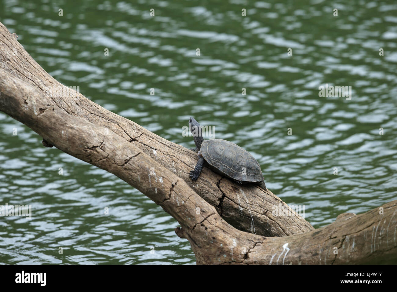 Indian Black Turtle (Melanochelys trijuga) adult, resting on log over water, Sri Lanka, February Stock Photo