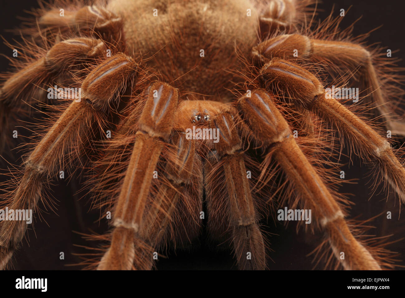 Pinkfoot Goliath Birdeater (Theraphosa apophysis) adult, close up of legs and head (captive) Stock Photo