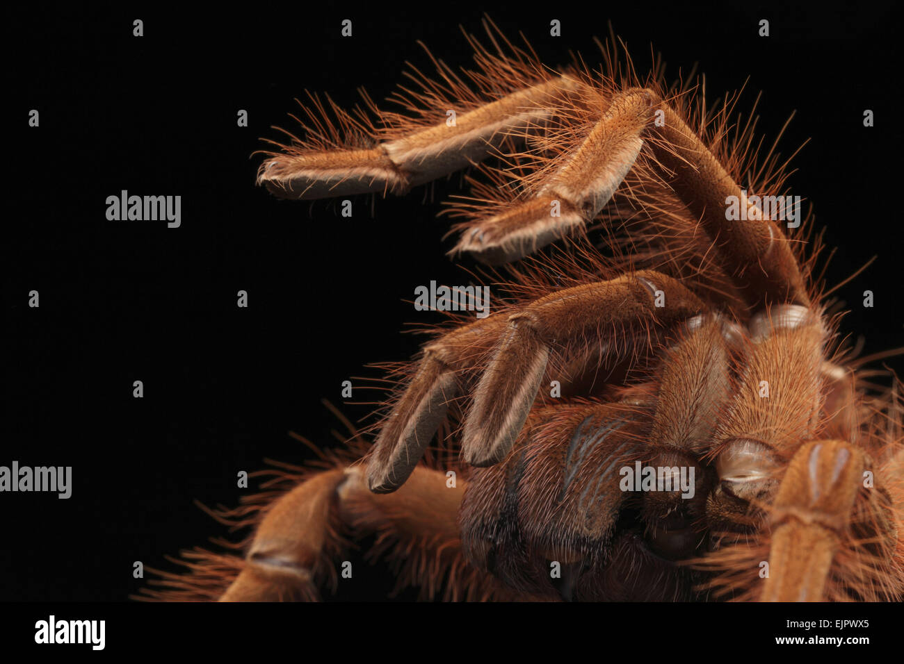 Pinkfoot Goliath Birdeater (Theraphosa apophysis) adult, close up of legs and chelicerae (captive) Stock Photo