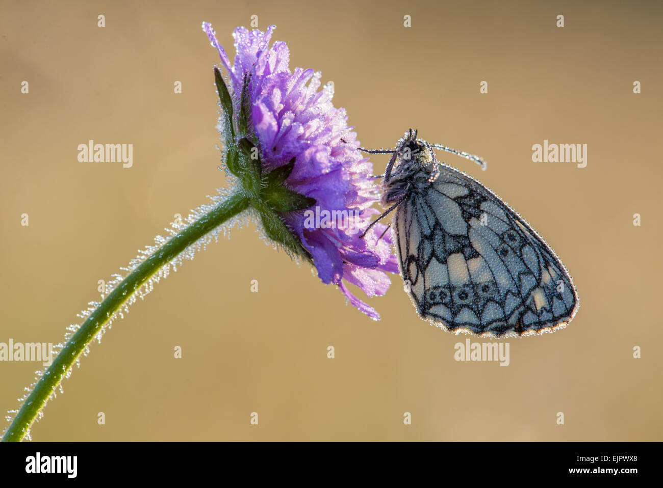 Marbled White (Melanargia galathea) adult, roosting on Field Scabious (Knautia arvensis) flower, on chalk grassland at dawn, North Downs, Kent, England, July Stock Photo
