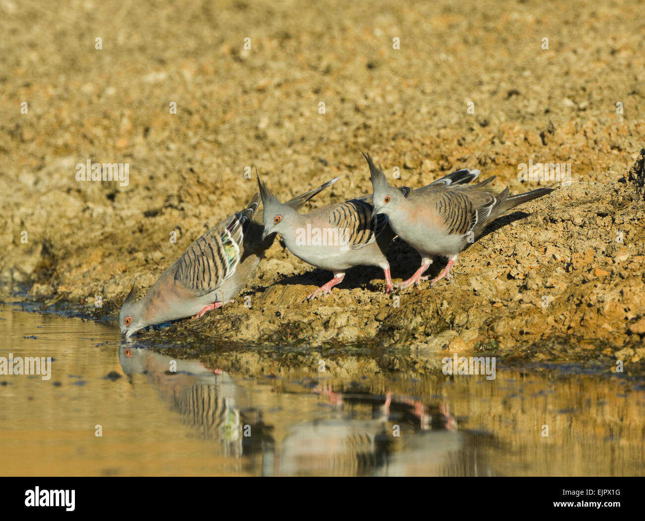 Crested Pigeons (Ocyphaps lophotes) drinking from a pool at daybreak - Mungo National Park, New South Wales, Australia Stock Photo