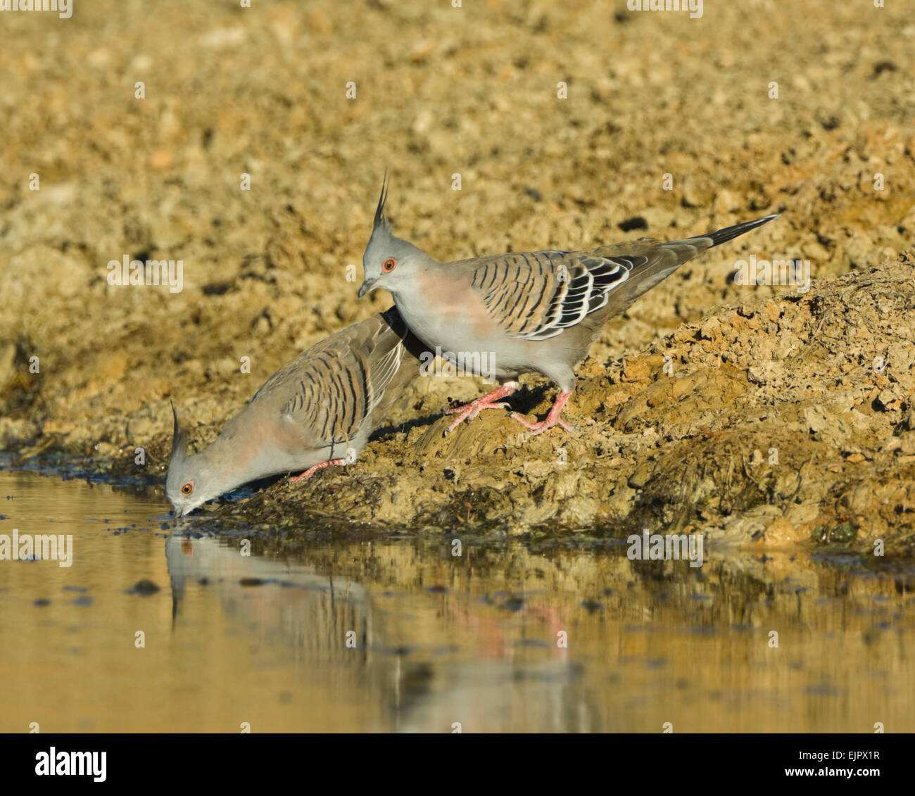 Crested Pigeons (Ocyphaps lophotes) drinking from a pool at daybreak, Mungo National Park, New South Wales, Australia Stock Photo