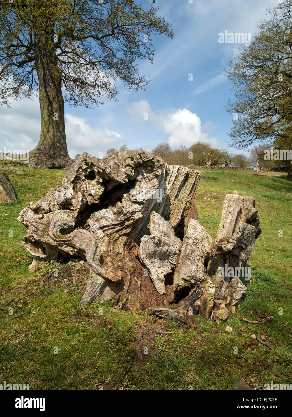 Old gnarled wooden dead Oak tree stump, Leicestershire, England, UK. Stock Photo