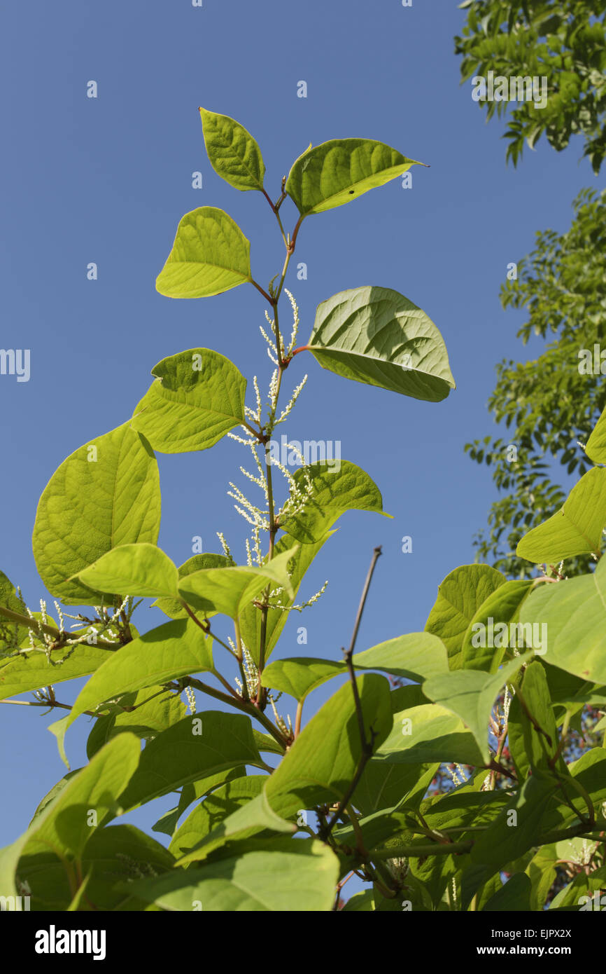 Japanese Knotweed (Fallopia japonica) introduced invasive species ...