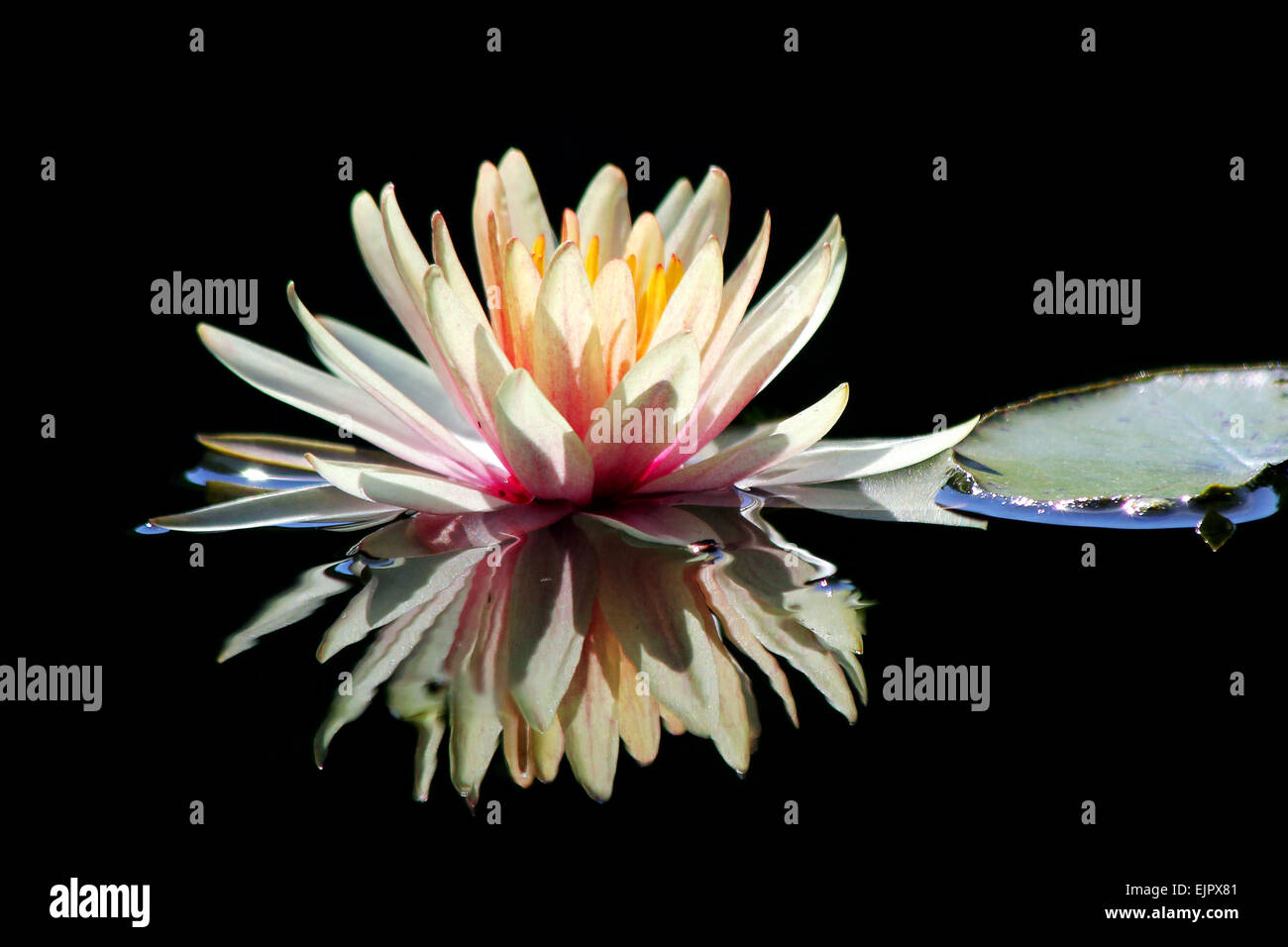 Beautiful lotus flower with reflection Stock Photo - Alamy