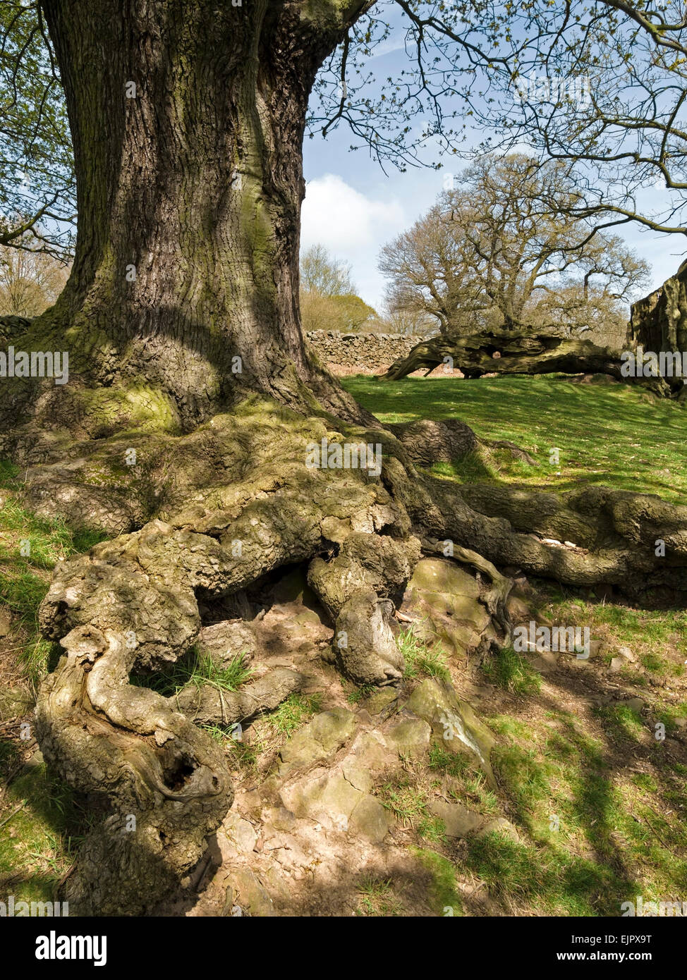 Twisted tree roots and shadows, Bradgate Park, Leicestershire, England, UK. Stock Photo