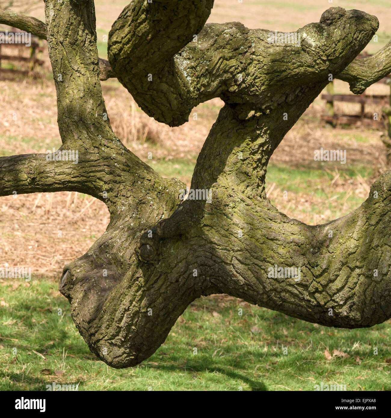 Twisted tree branch hi-res stock photography and images - Alamy
