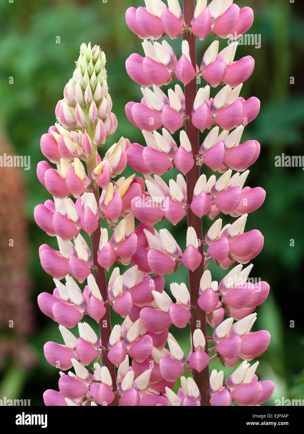 Pink and white spears of Lupin Flowers Stock Photo