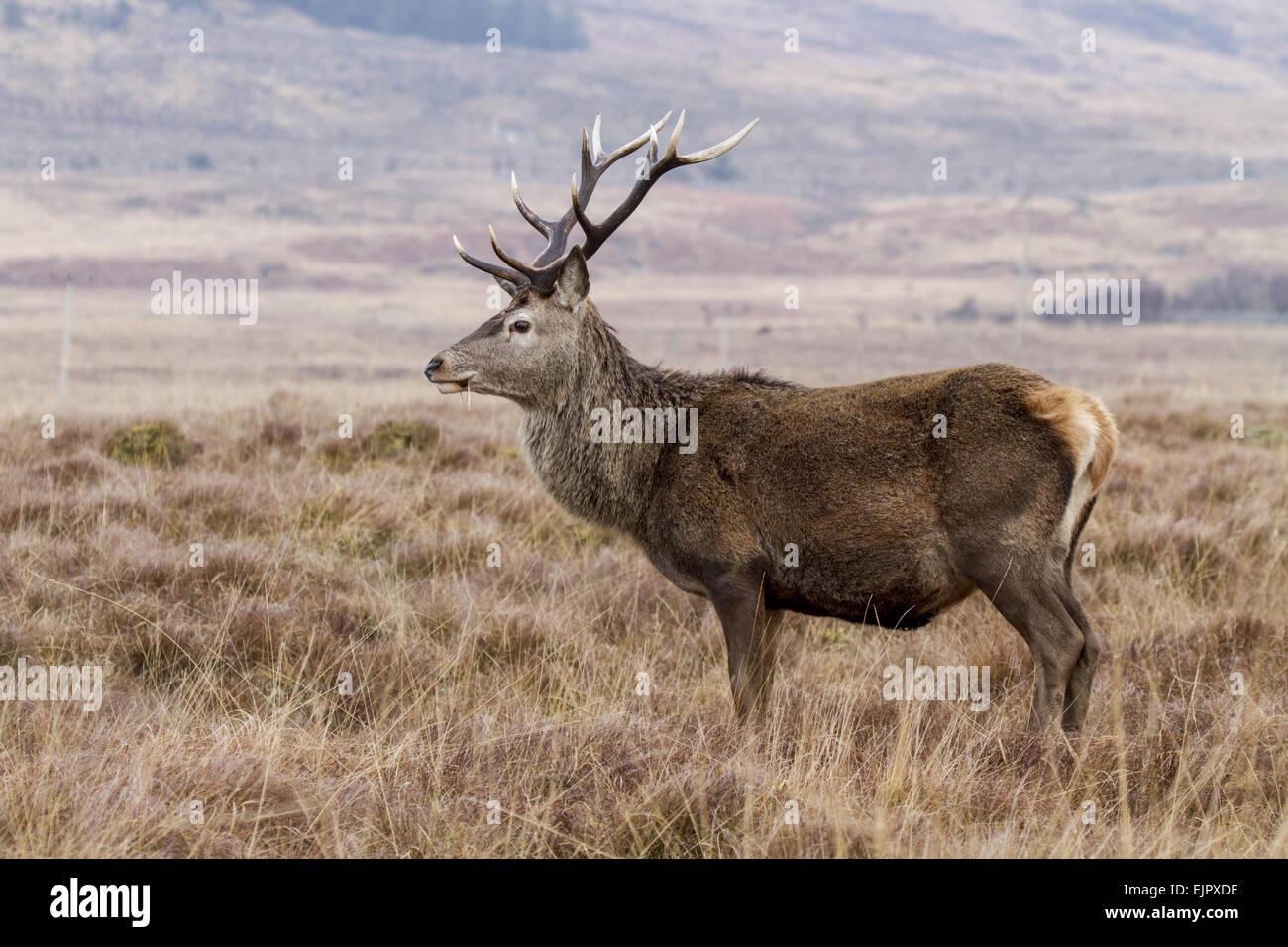An 10 point Red Deer Stag on the Isle of Jura Scotland. Stock Photo