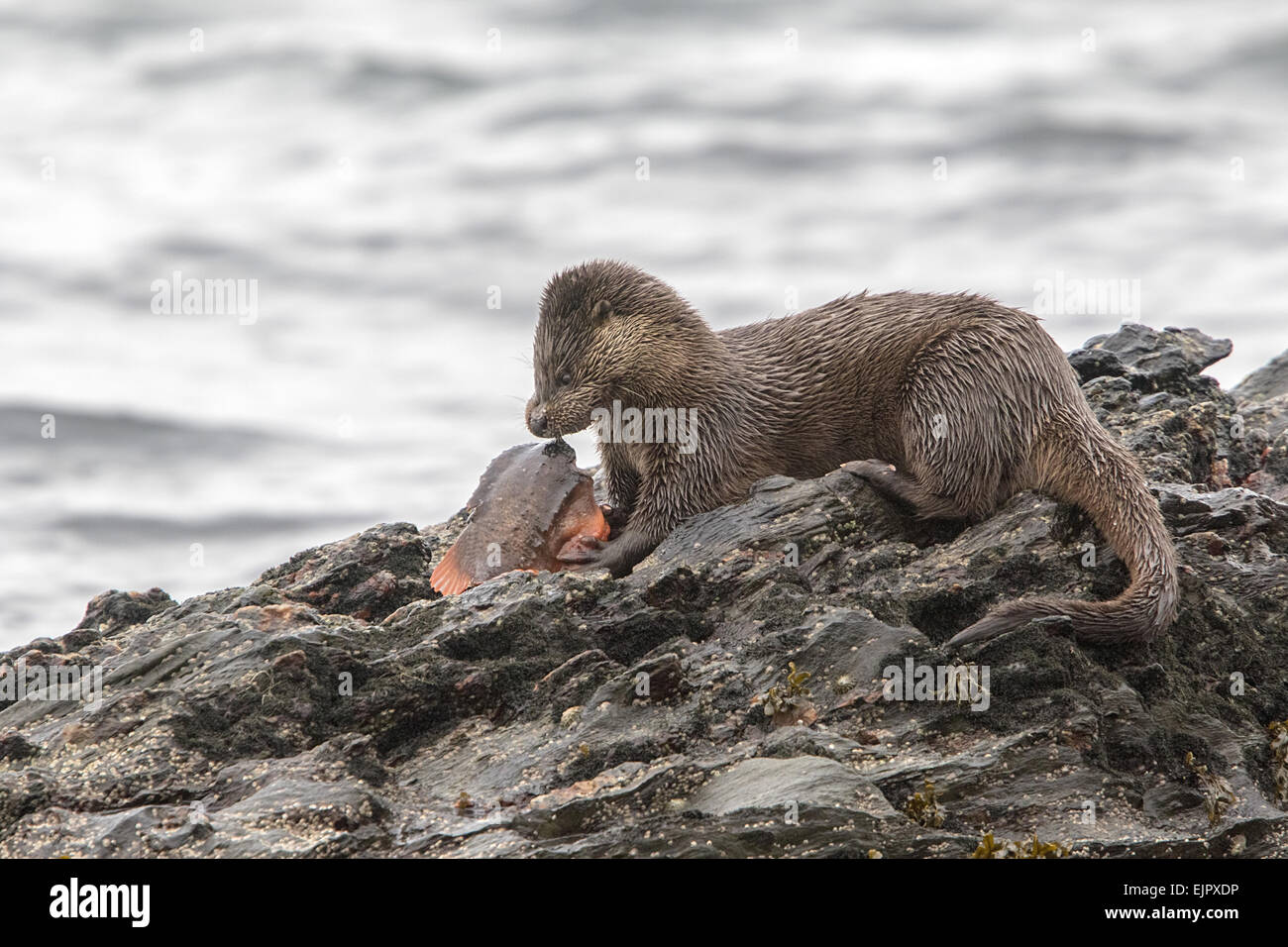 Otter eating lumpsucker fish at low tide on a rock, Isle of Jura, Scotland Stock Photo