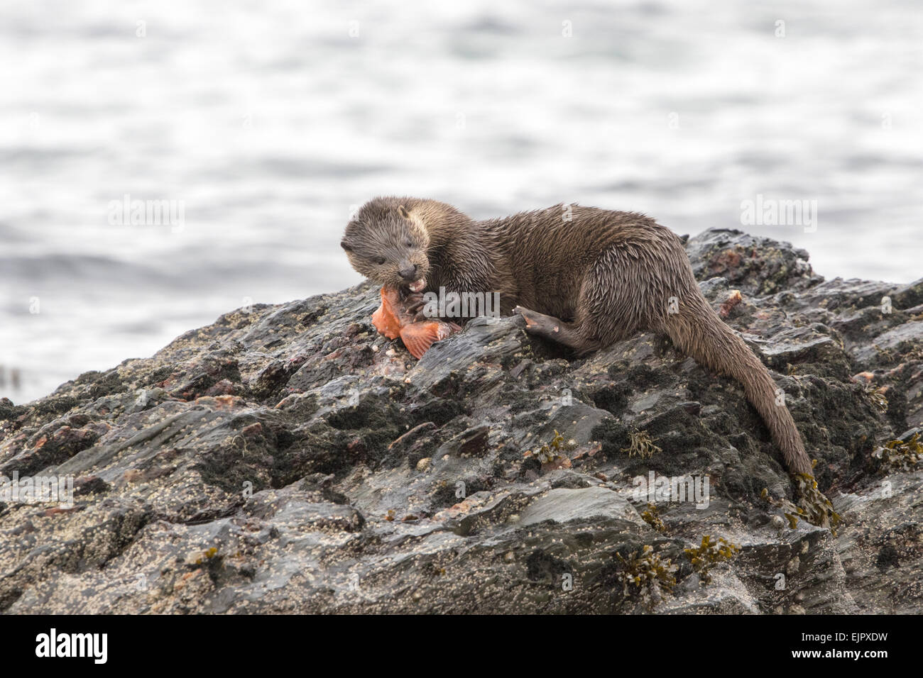 Otter eating lumpsucker fish at low tide on a rock, Isle of Jura, Scotland Stock Photo