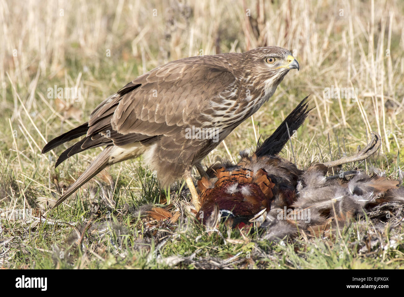 Common Buzzard scavenging dead Pheasant. Suffolk. Stock Photo