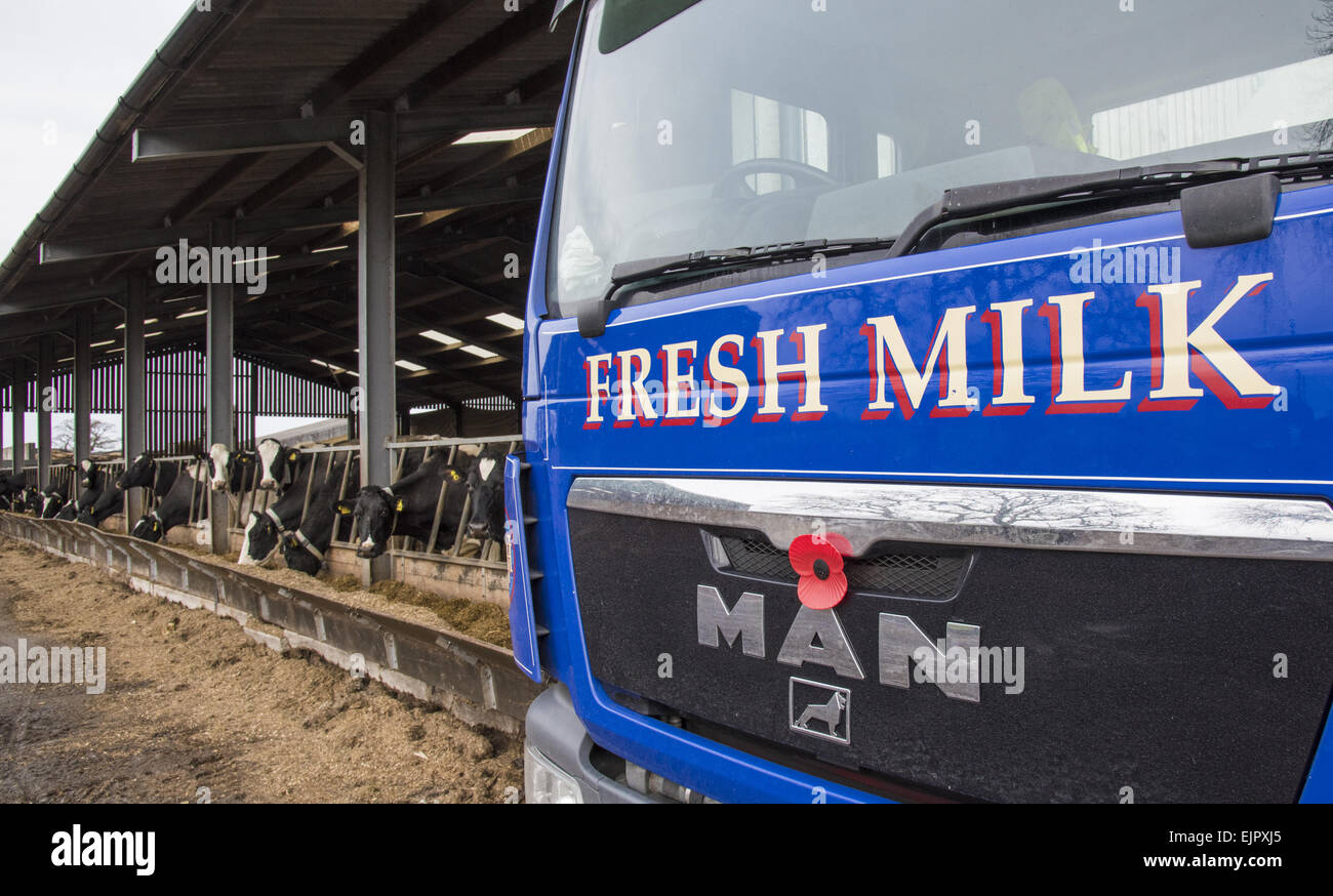 Dairy farming, milk tanker lorry collecting milk from dairy farm, Cheshire, England, February Stock Photo