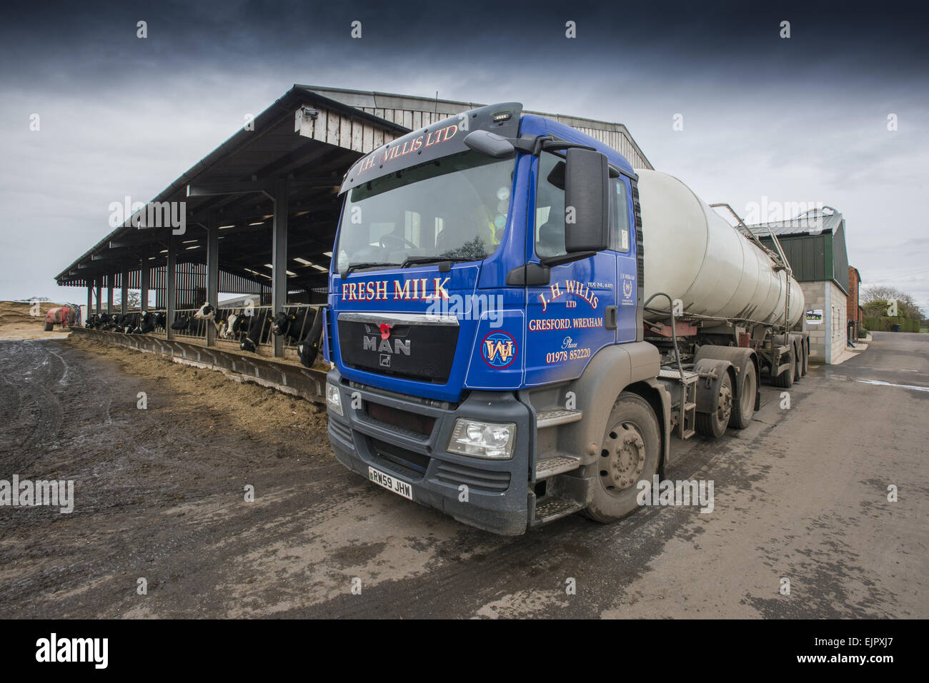 Dairy farming, milk tanker lorry collecting milk from dairy farm