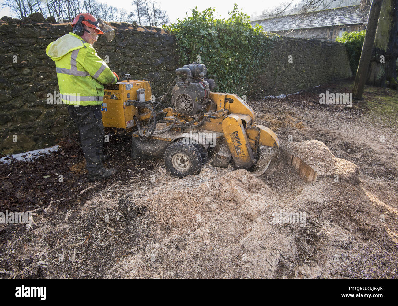 Worker using Carlton stump grinder to remove tree stump, Whalley, Clitheroe, Lancashire, England, January Stock Photo